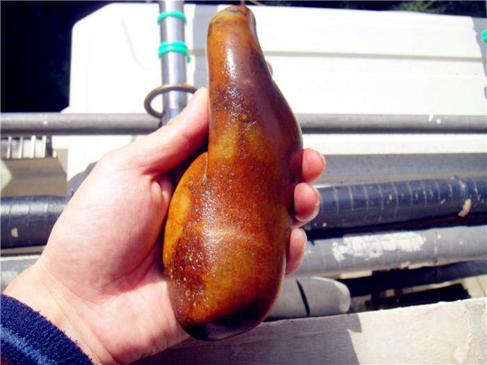 688克新疆和田玉籽料枣红皮黄沁原石玩料---手（摆件）