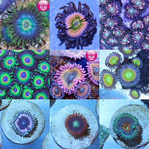 纽扣珊瑚质量怎么样 纽扣珊瑚口碑怎么样 小麦优选