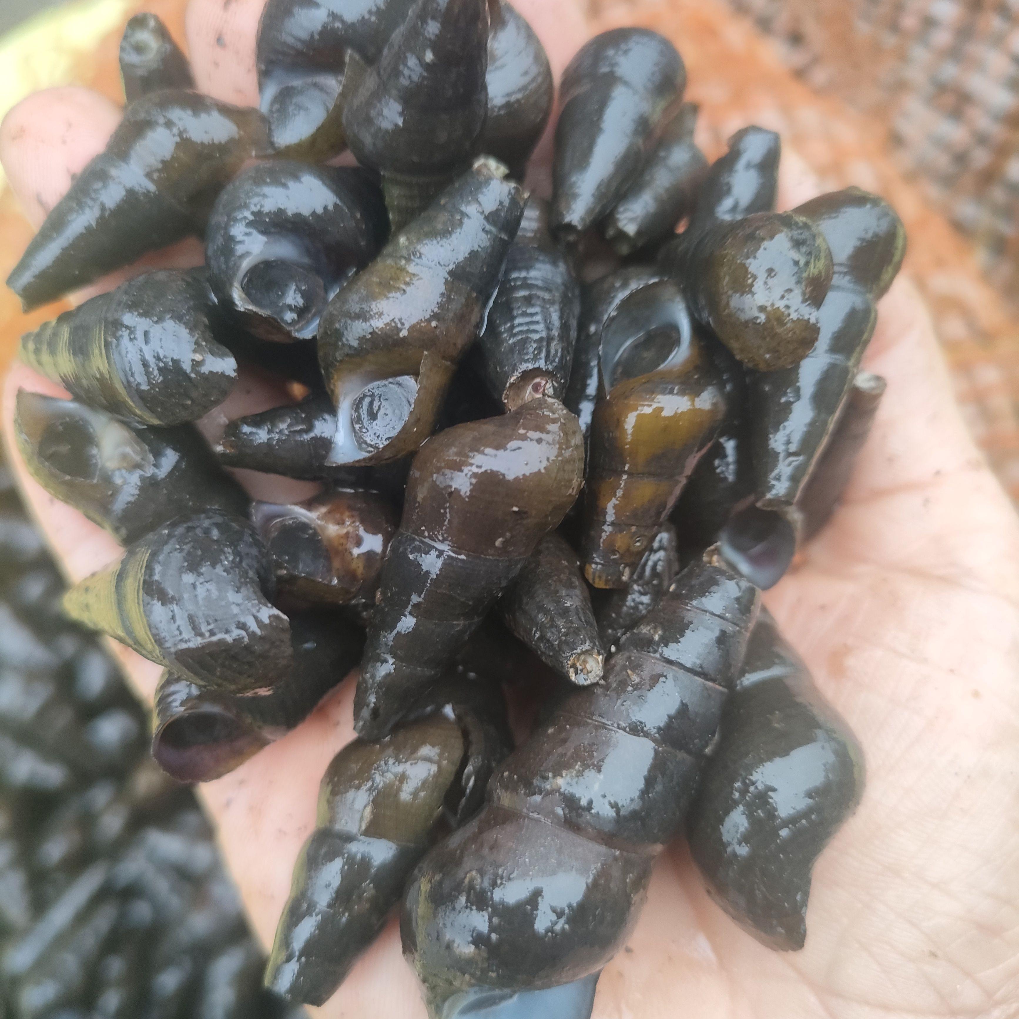 鲜活山坑螺清新温泉大山生长现摸现发 挑选中大螺