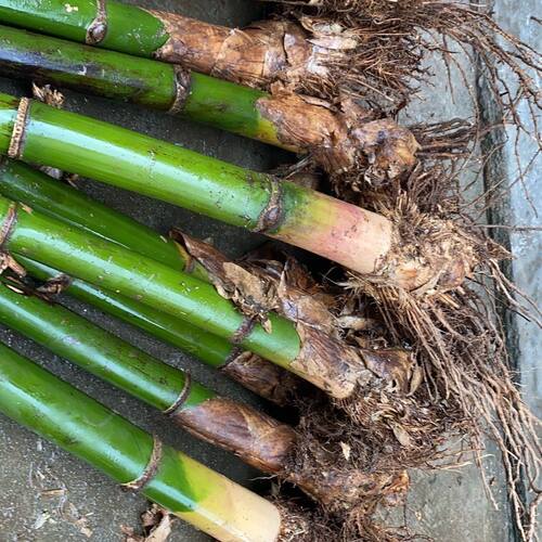 大头麻竹苗清远洛姨坑笋英德麻竹笋大肉甜竹可食用甜竹笋苗