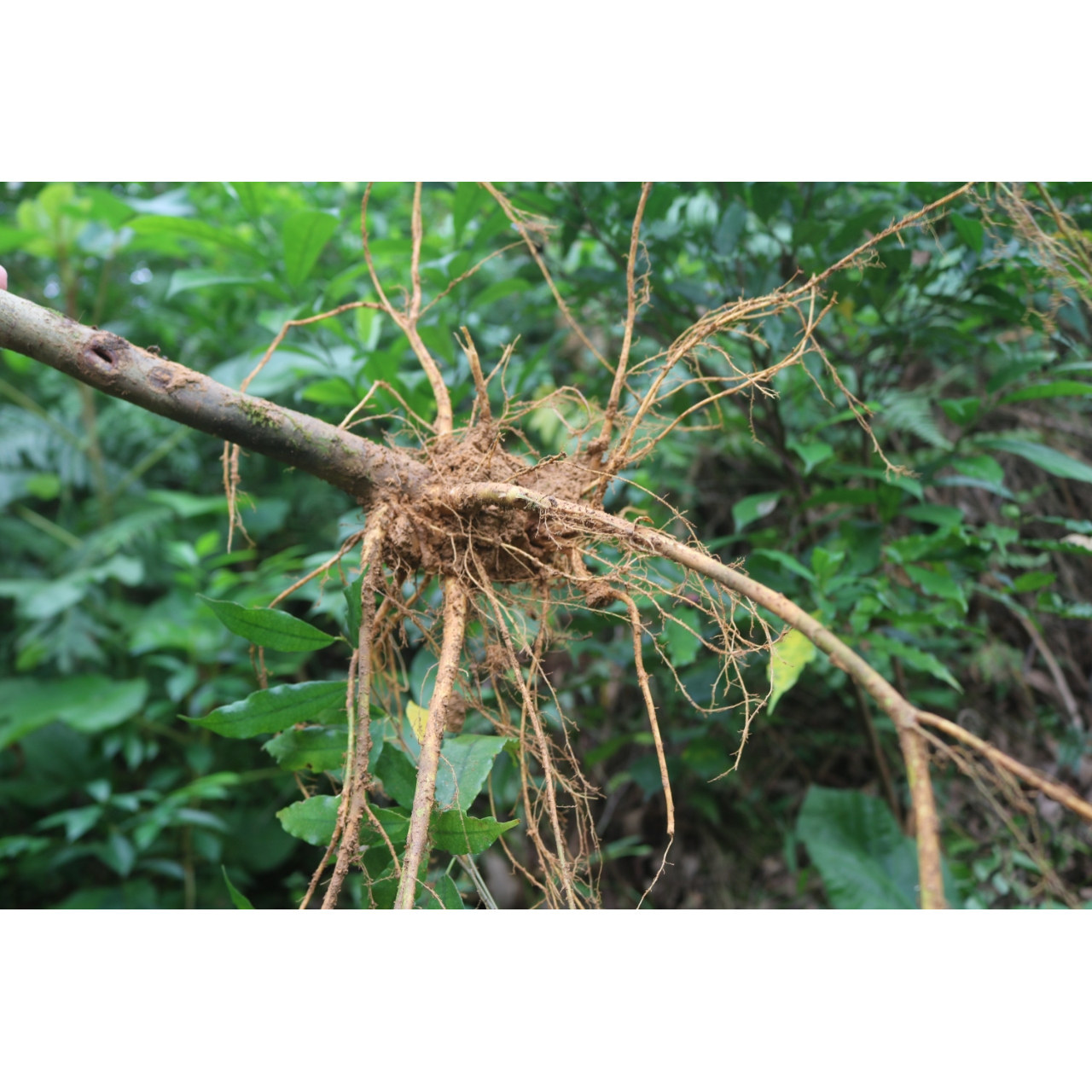 野生白花牛奶根小叶牛奶子牛乳树根广东客家特产煲汤火锅药材干货
