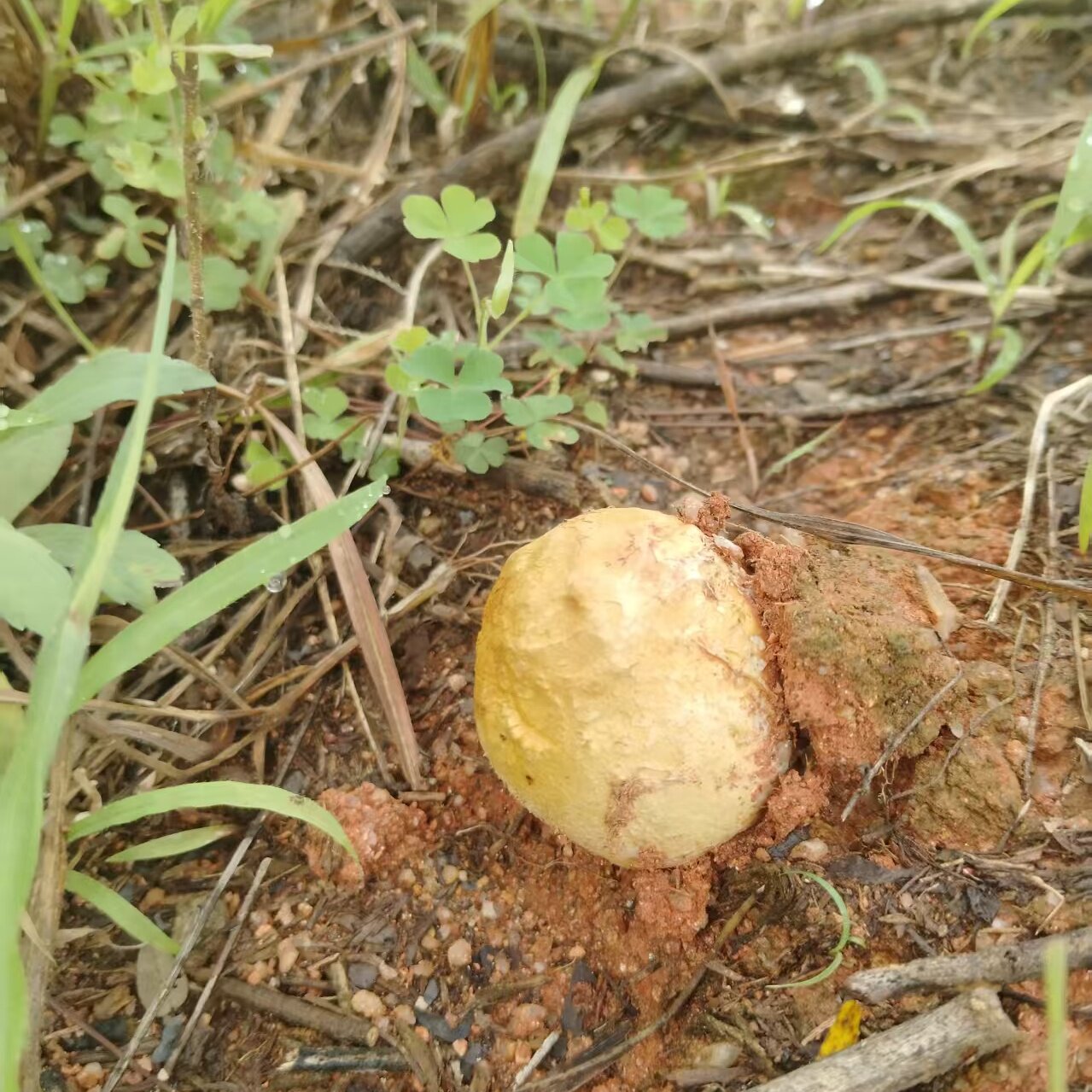 广东野生马勃菌新鲜马皮包菌马粪马屁包菌松露石头菇大小随机