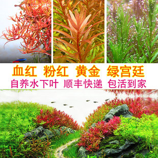 屠戮tulu正宗趴地绿宫廷草 粉红丹麦血红宫廷 水下叶水草造景后景