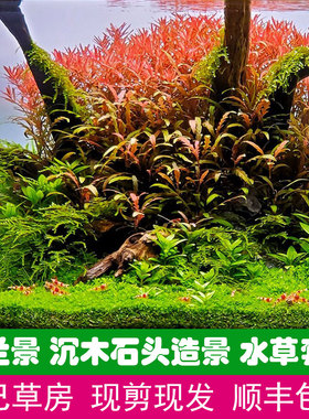 鱼缸荷兰景开缸套餐 ada水草造景设计搭配草缸沉木石头植物水下叶
