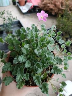 姬风露草 绿植 盆栽 牻牛儿 山野草 粉花 玫红