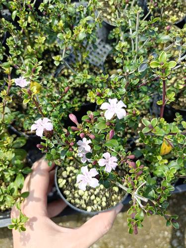 粉花六月雪银边  多年生耐寒耐热绿植 庭院阳台迷你植物 小型盆栽