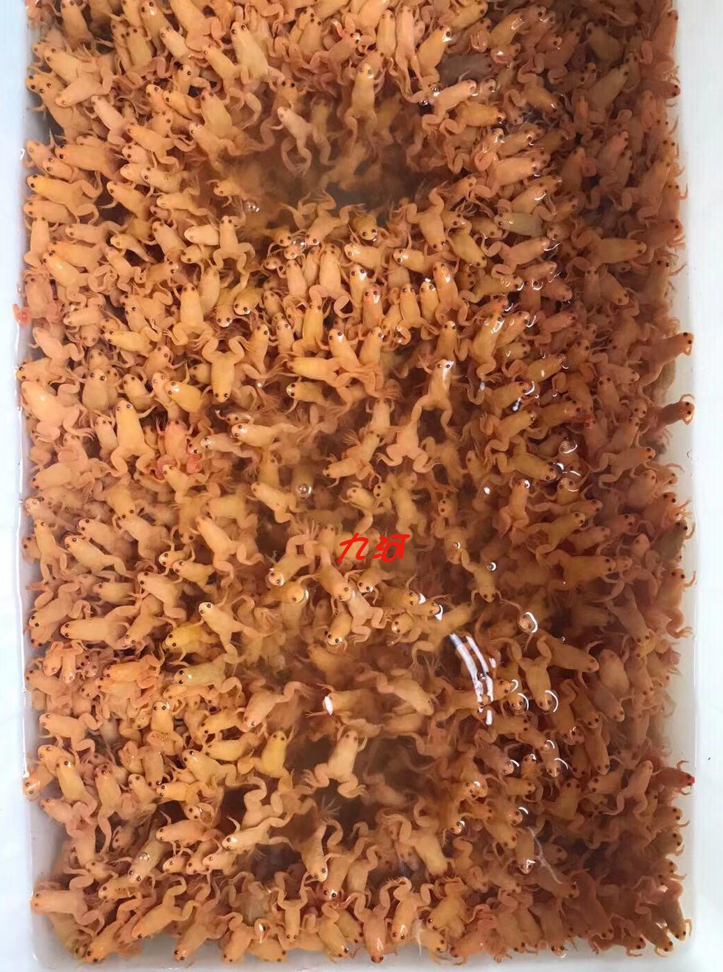 金蛙活体小金蛙活物龙鱼饲料蛙人工养殖金蟾蛙饲料青蛙观赏蛙