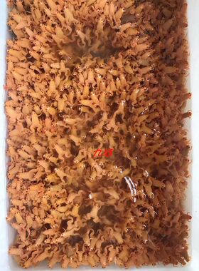 金蛙活体小金蛙活物龙鱼饲料蛙人工养殖金蟾蛙饲料青蛙观赏蛙