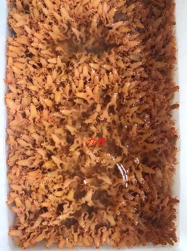 金蛙活体小金蛙活物龙鱼饲料蛙人工养殖金蟾蛙饲料青蛙观赏蛙