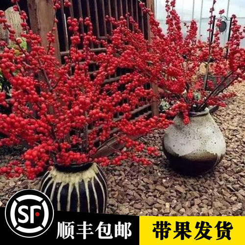 北美冬青树苗可盆栽景植物E欧洲红果冬青耐寒植物带果庭院丰包邮