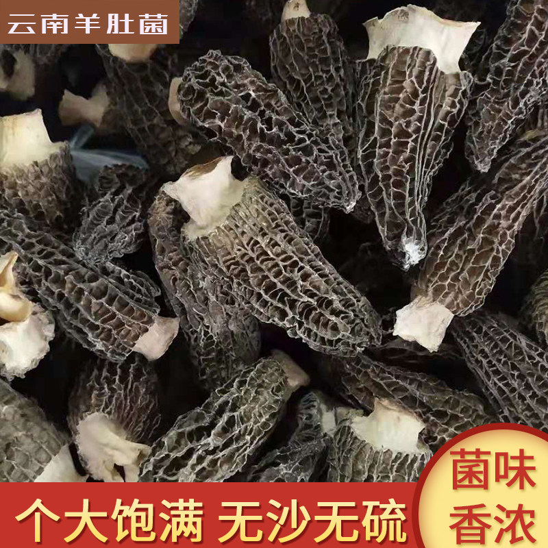 云南高原野外羊肚菌春羊肚菌干货