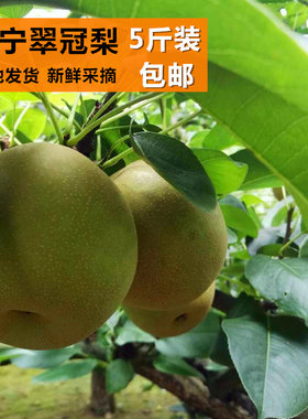 建宁五子翠冠梨脆甜多汁下单采摘