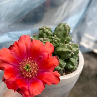 桃太郎 一物一拍 落地自根仙人球有木心 不包括花盆