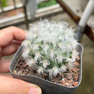 白云高砂  实生仙人球