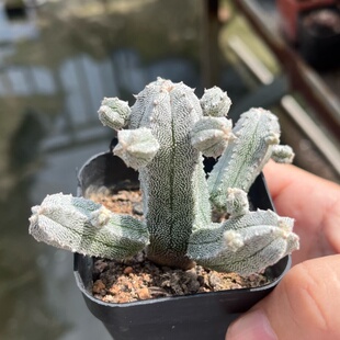 鸾凤阁 自根仙人球 掉崽不包赔