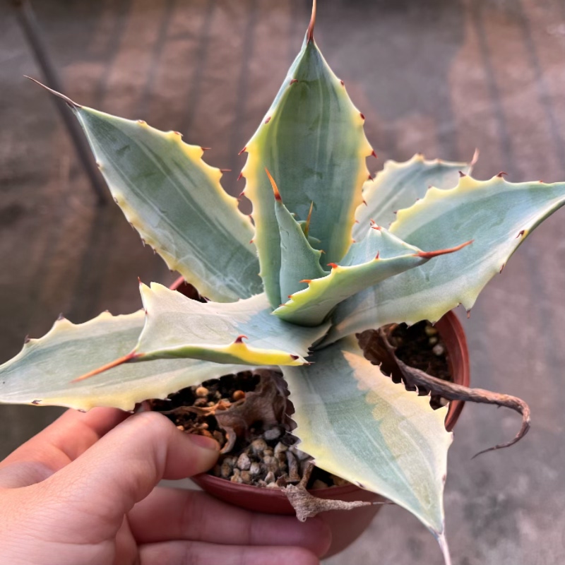 怒雷神 一物一拍 龙舌兰