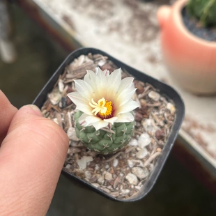 菊水 一物一拍 实生仙人球