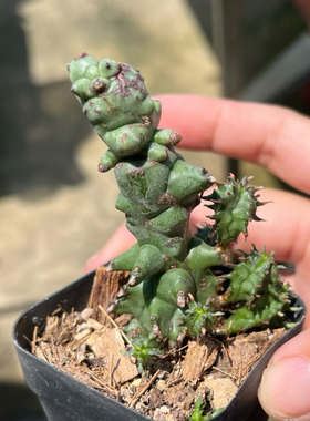 魁伟玉石化  自根仙人球