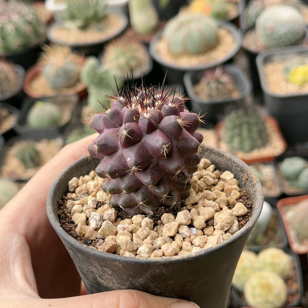 龙爪属 一物一拍 实生仙人球