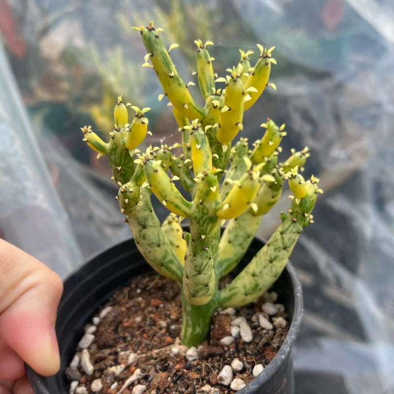 光棍树锦  自根植物