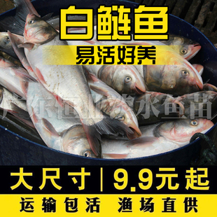 白鲢鱼苗活体淡水好养殖冷水观赏鱼饲料鱼特价大头花鲢鳙鳊鱼苗