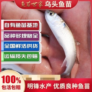 乌头鱼苗乌鱼黑鱼新鱼梭鱼乌鲻优质鱼苗冷水海淡水好养殖当地包邮