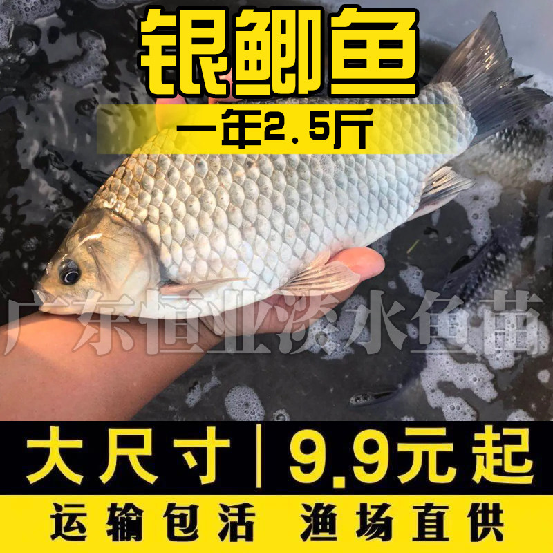 中通包邮银鲫鱼工程湘云鲫大板中鱼