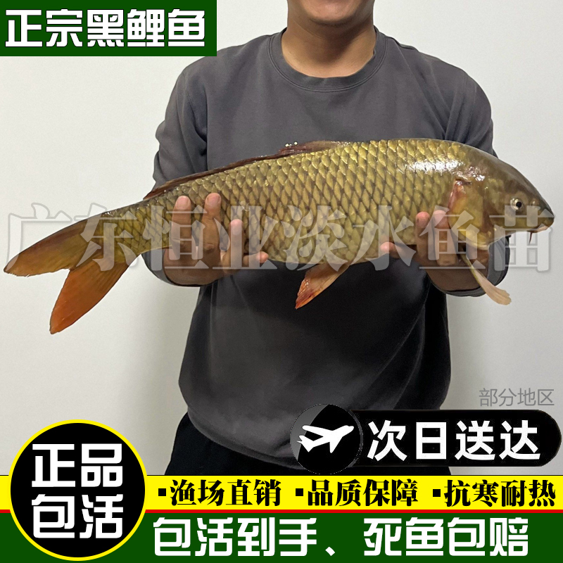 红鲤鱼黑鲤鱼苗淡水冷水