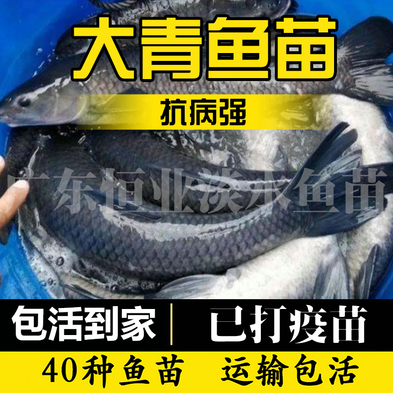 青鱼鱼苗淡水冷水养殖食用鱼批发