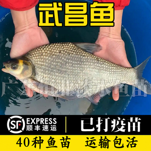 中通包邮武昌鱼苗淡水养殖食用扁鱼苗活体三角鲂团头鲂边鱼鳊鱼苗