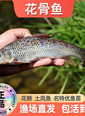 中通包邮正宗花骨鱼苗水花淡水好养活马驹子季郎鱼花菇鱼小麻鱼苗