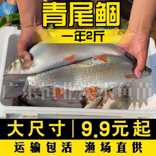 青尾鱼苗黄片鱼苗黄尾鱼苗黄鱼苗黄姑子淡水养殖鱼苗冷水鱼苗