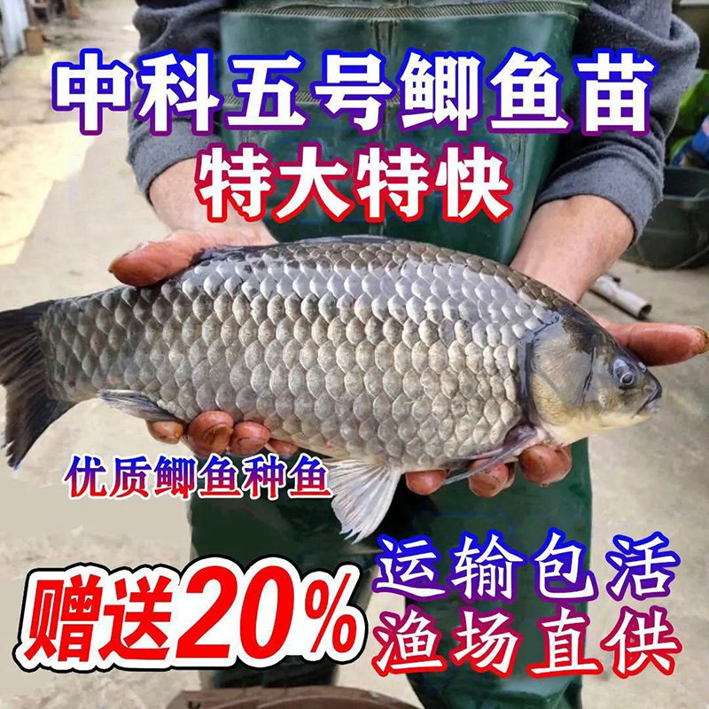 大板鲫大品种中科五号鲫鱼工程鲫湘云鲫土鲫淡冷水养殖活体草鱼苗