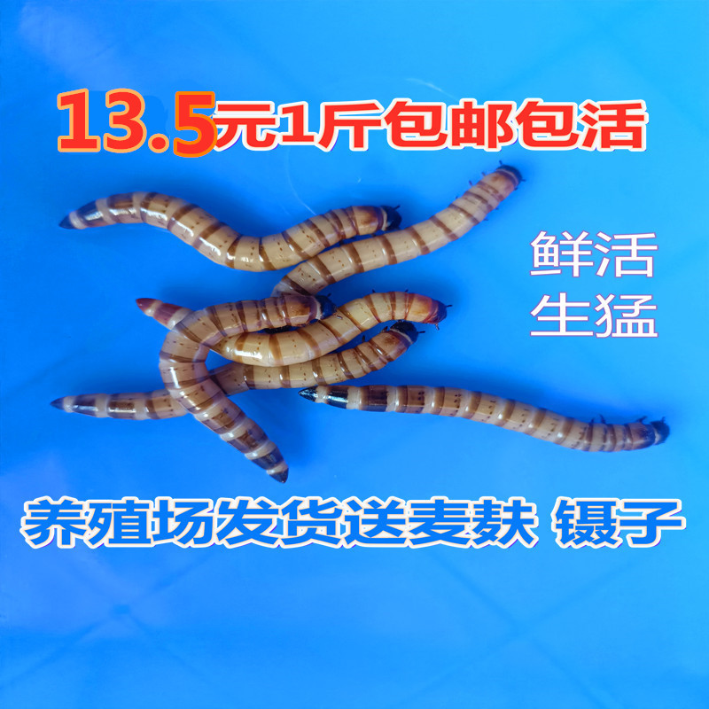 大麦虫蛋白虫超级面包虫黄粉虫乌龟龙鱼爬宠饲料活体送麦麸