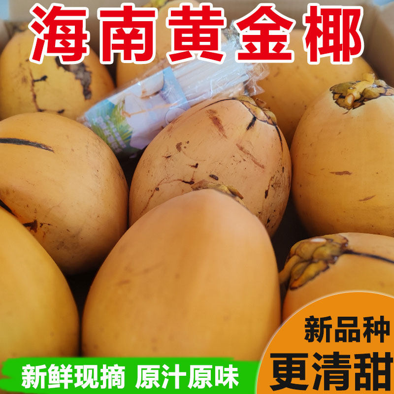 海南金椰子万宁三亚特产新鲜水果黄金红椰现摘椰青带皮送开椰器