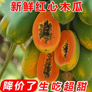 海南木瓜新鲜下奶水果红心牛奶当季应季包邮孕妇冰糖青树上自然熟