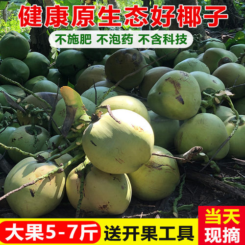 【15年老店】现摘大青椰+送工具