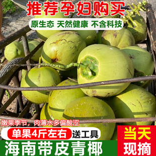现摘超大果海南文昌三亚新鲜带皮青椰子汁水多孕妇补羊水椰青特产
