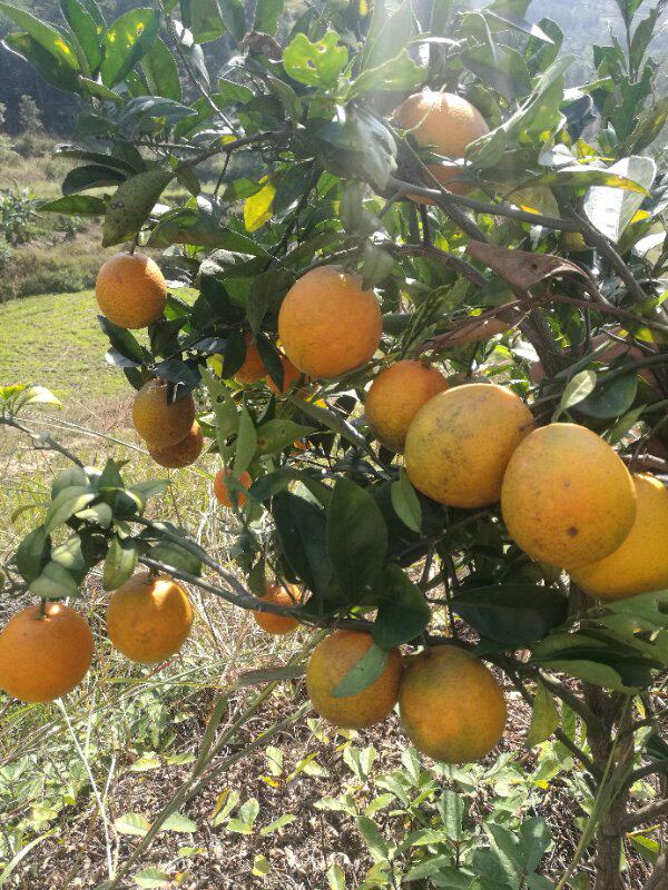 背篼钱现摘脐橙10斤尝鲜价贵州罗甸脐橙新鲜水果甜橙薄皮柑橘包邮