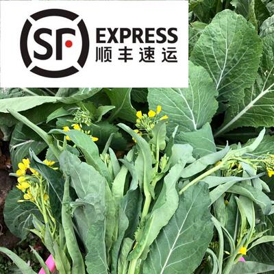 发货中桂林 蔬菜露天打霜菜苔新鲜青菜现摘现发菜心毛白菜顺丰