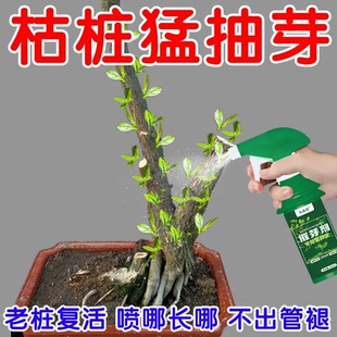 老桩催芽剂专用肥促芽僵苗快速发新芽三角梅月季发财树复活爆芽素