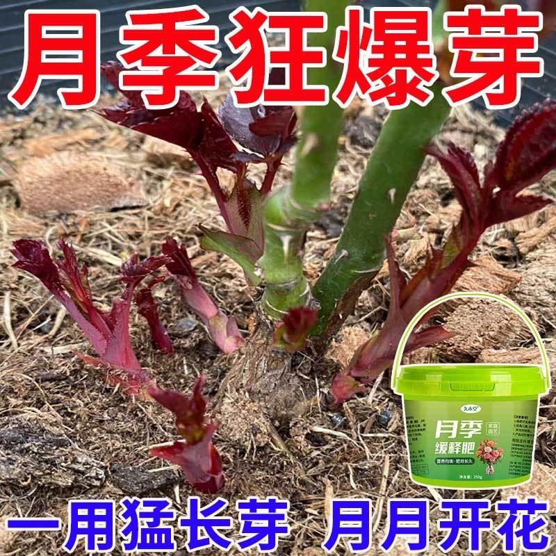 月季玫瑰花肥料营养液