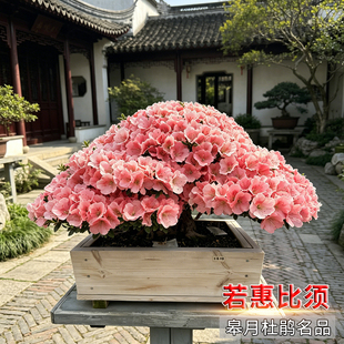 【若惠比须】皋月杜鹃 素材杯苗 日本进口夏娟单色【套瓣】杜鹃花