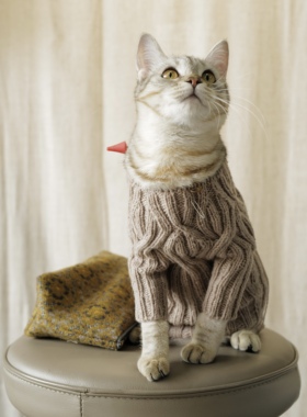 非卖品 仅示范BC GARN SEMILLA MELANGE GOTS编织效果