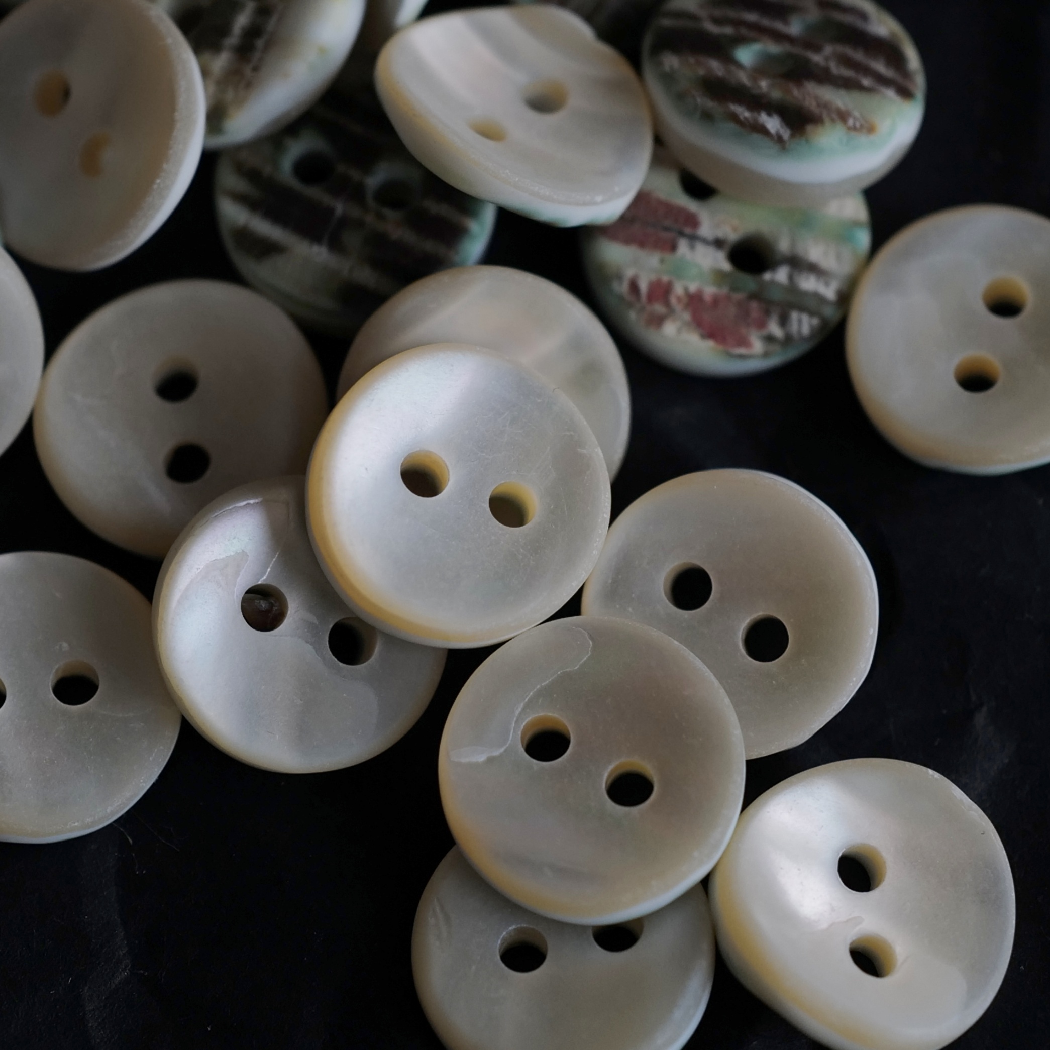 正面原色炫光鲍鱼贝纽扣