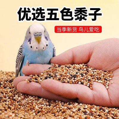 鹦鹉文鸟珍珠鸟绣眼鸟通用饲料五色黍子