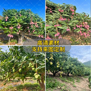 快手抖音网红直播带货水果园果树芒果直播间专用背景布3d拍摄背景