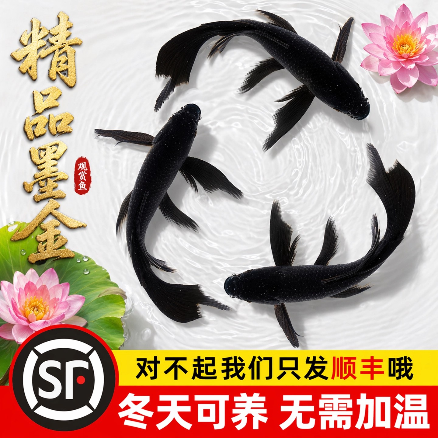 【臻享精品】黑金锦鲤鱼苗冷水观赏鱼黑草小金鱼黑彗星凤尾超顽强