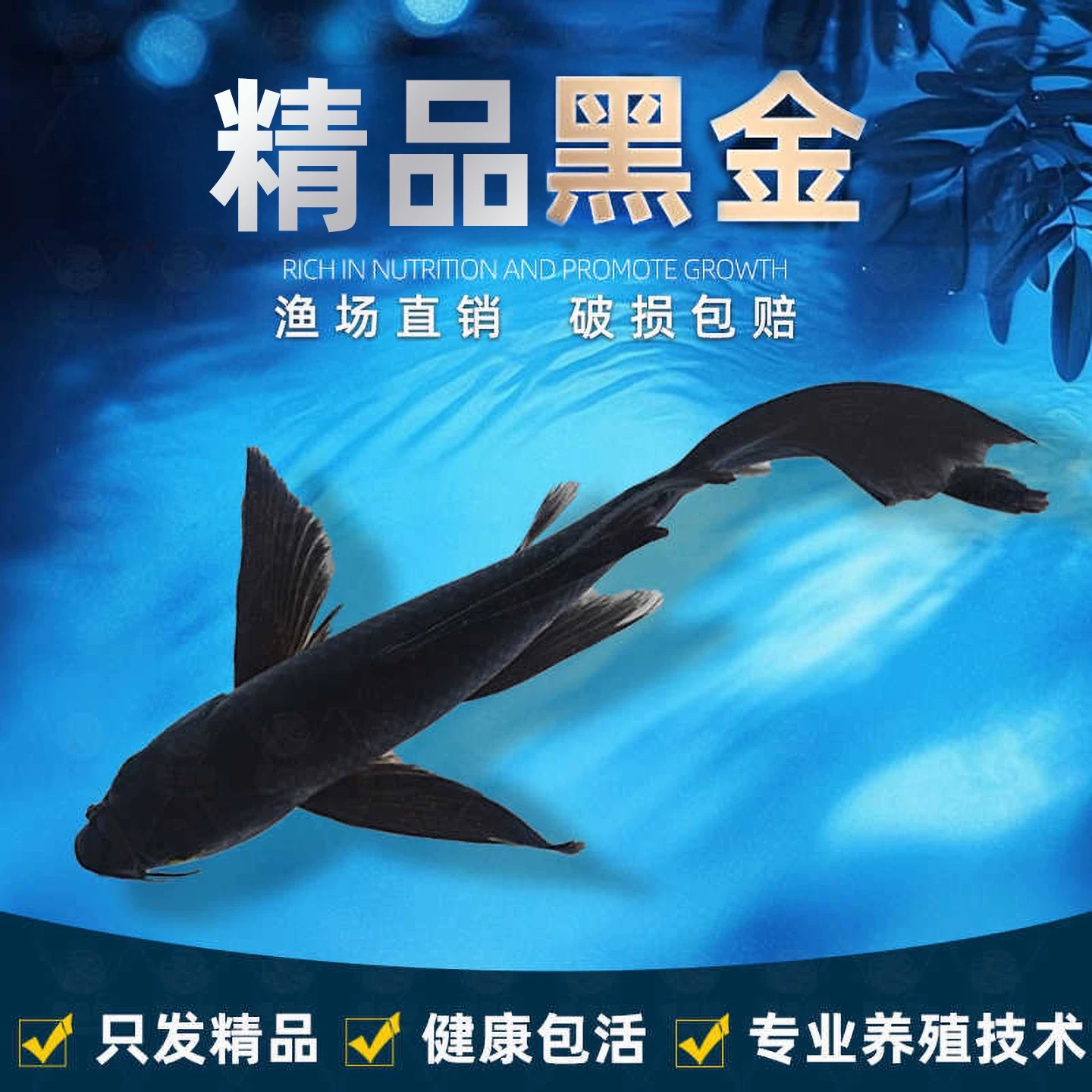 【品质精选】黑金锦鲤冷水观赏鱼苗好养黑草小型金鱼黑彗星镇缸鱼