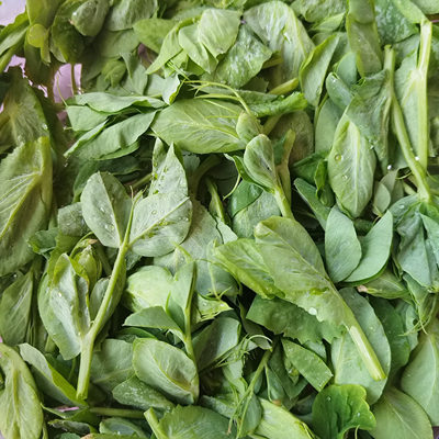 新鲜蔬菜高原露天豌豆尖嫩叶贵州豆苗豆尖高山供港品质农家直发